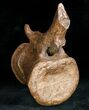 Ornithischian Dinosaur Caudal Vertebrae - Montana #12371-3